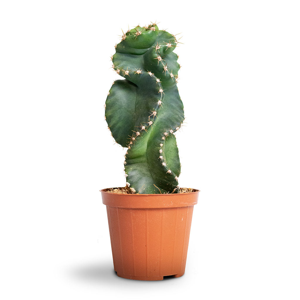 Cereus forbesii spiralis - Spiralled Cereus