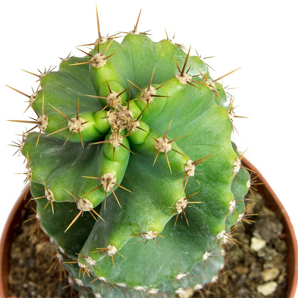Cereus forbesii spiralis - 17x50cm in Bernt Pot Shiny Black - 21x19cm