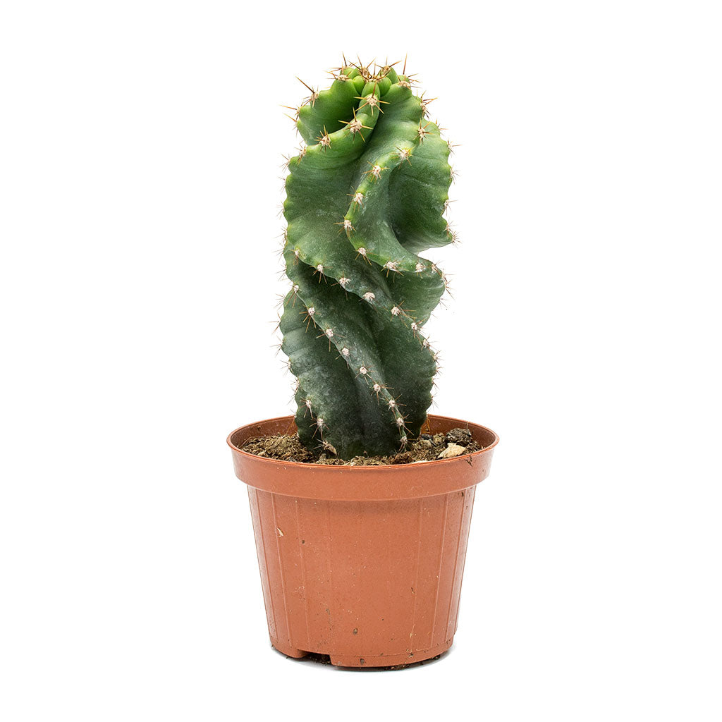 Cereus forbesii spiralis - Spiralled Cereus