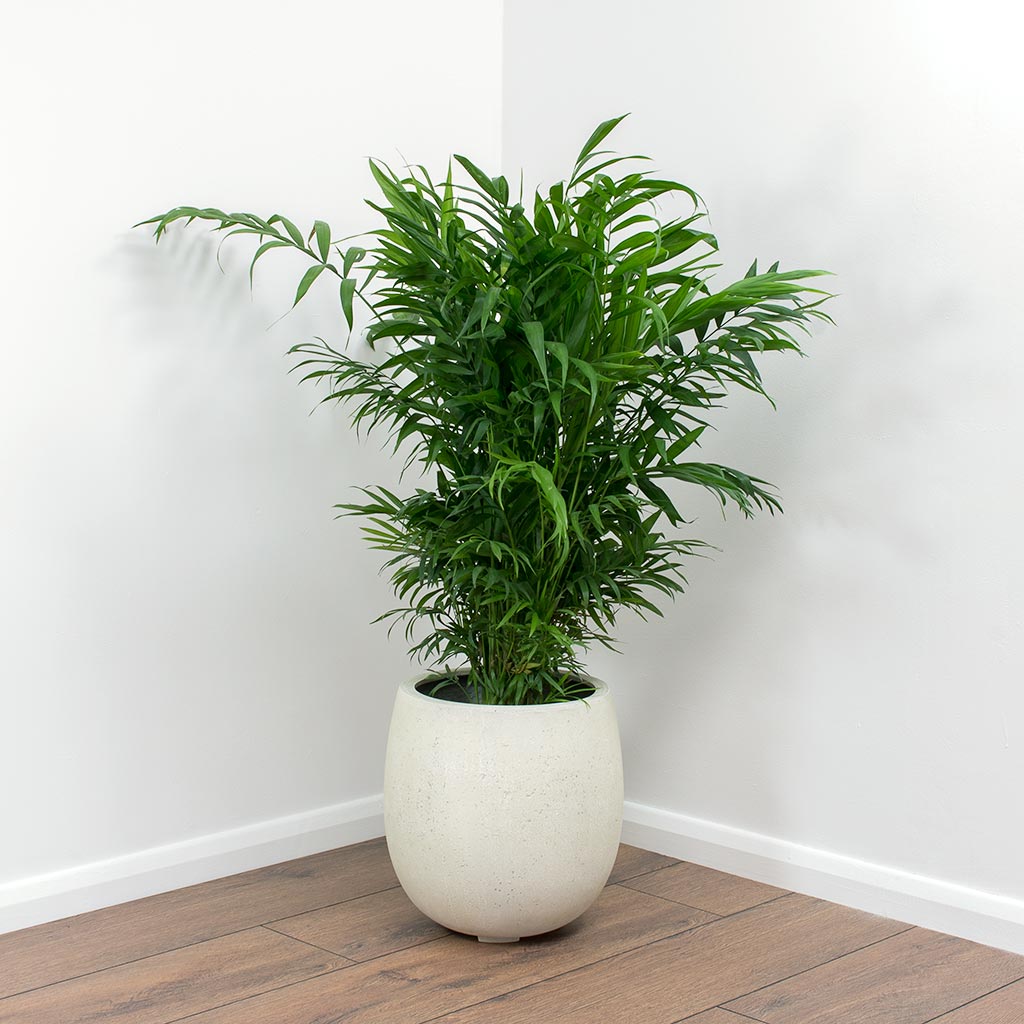 Chamaedorea elegans - Parlour Palm & Balloon Plant Pot - White Concrete