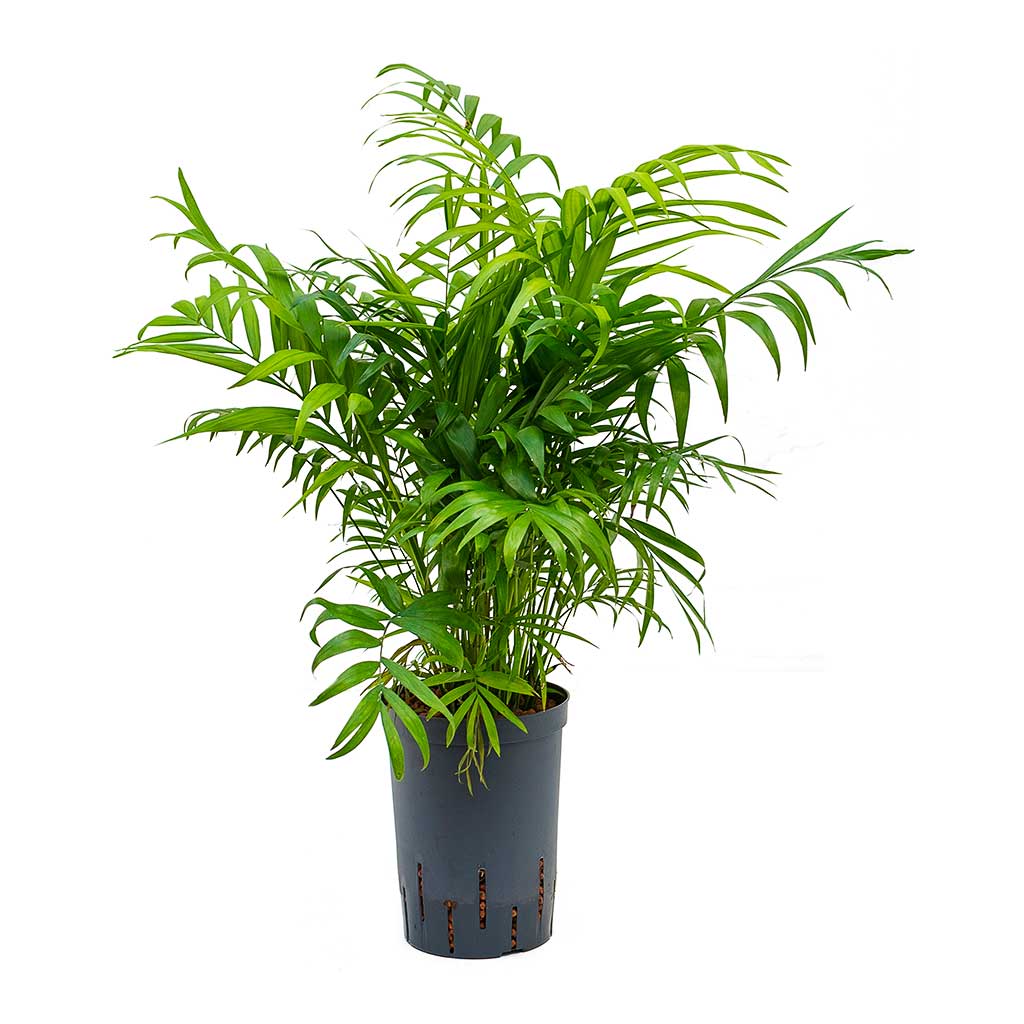 Chamaedorea elegans Parlour Palm Hydroculture Indoor Plant Small