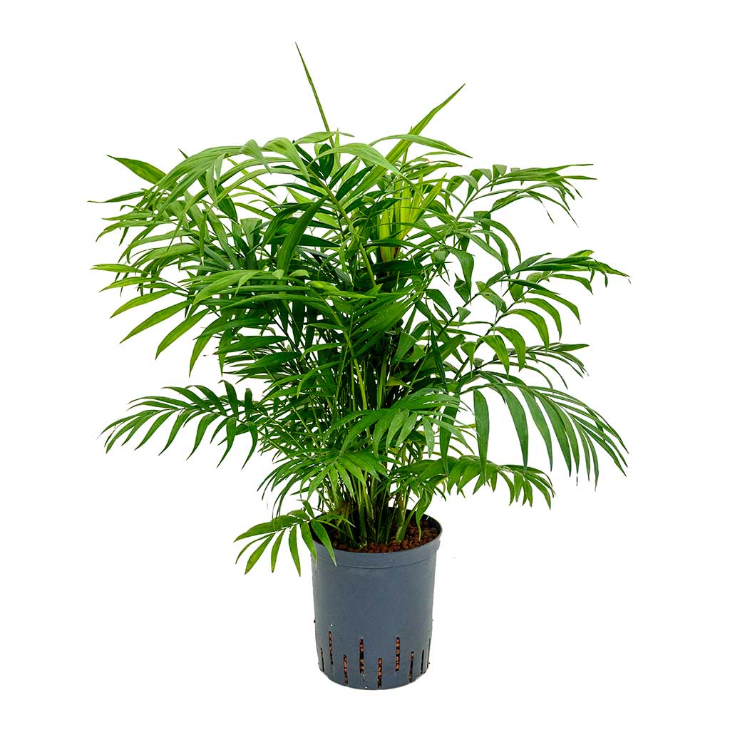 Chamaedorea elegans Parlour Palm Hydroculture Indoor Plant Large