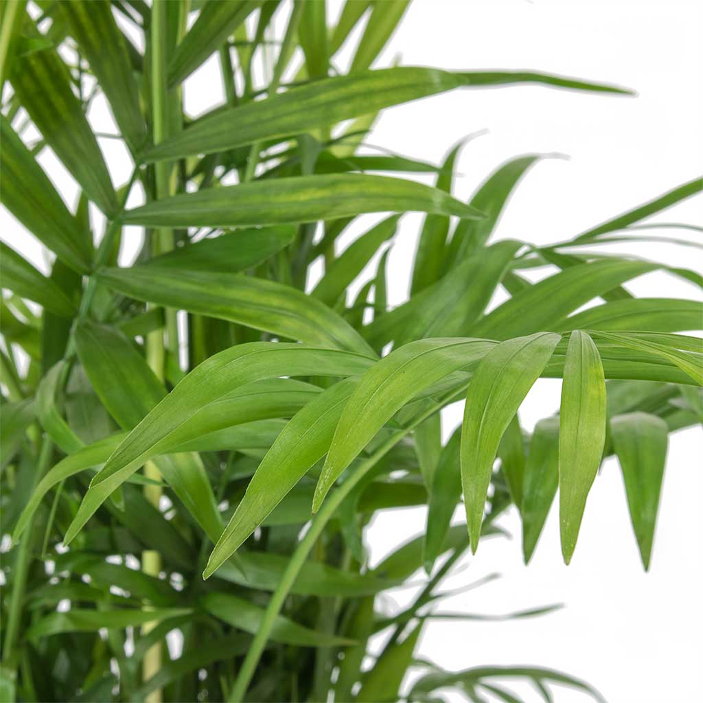 Chamaedorea elegans - Parlour Palm - Hydroculture Close Up