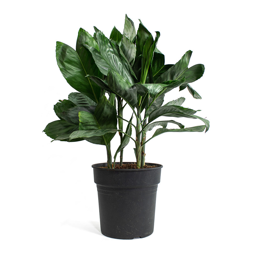 Chamaedorea metallica Metallic Palm Houseplant