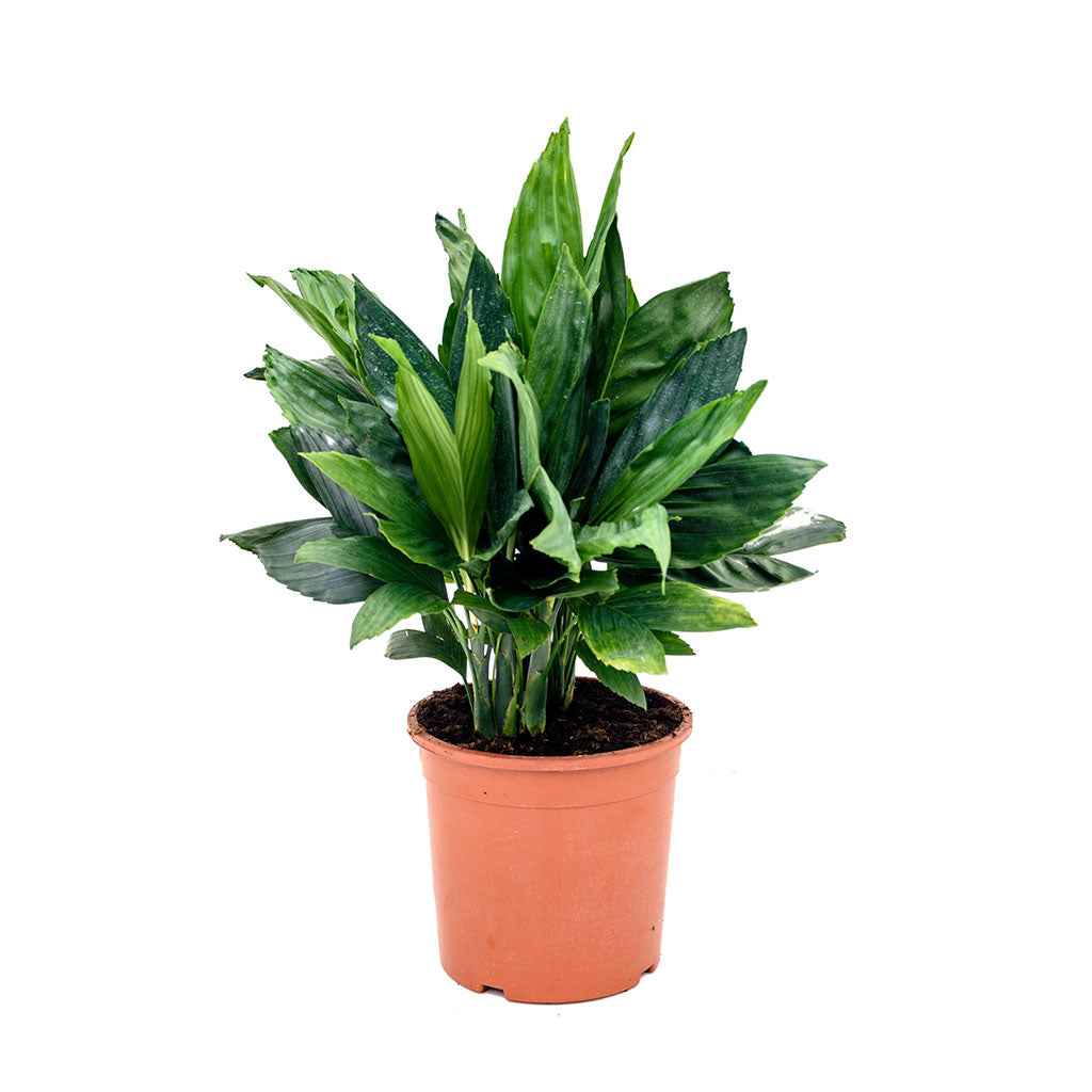 Chamaedorea metallica - Metallic Palm - 60cm