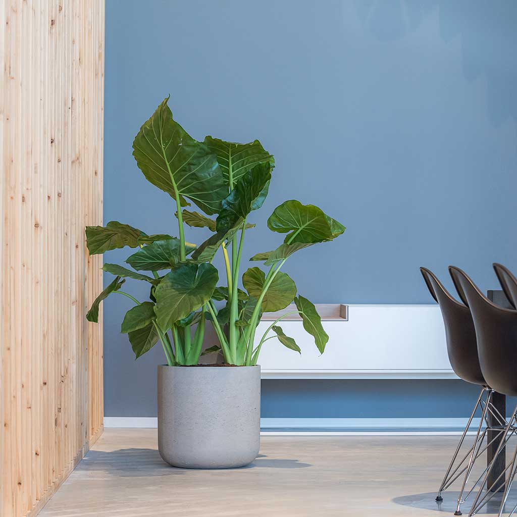 Charlie Plant Pot - Grey Washed & Large Houseplant