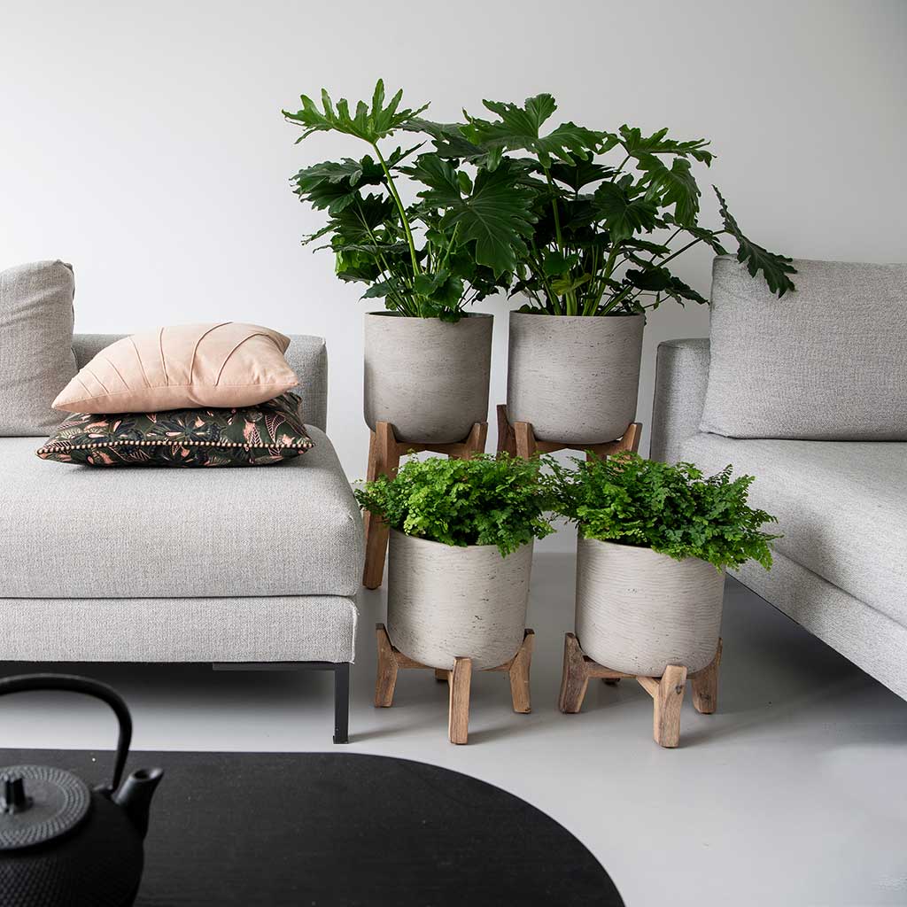 Charlie Plant Pot Low Stand Grey Washed with Plants Lifestyle