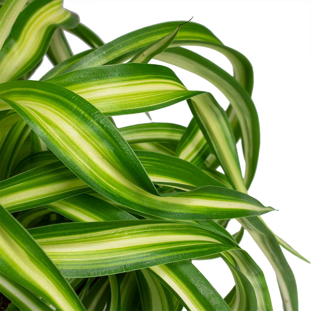 Chlorophytum Bonnie - Curly Spider Plant Houseplant Leaves