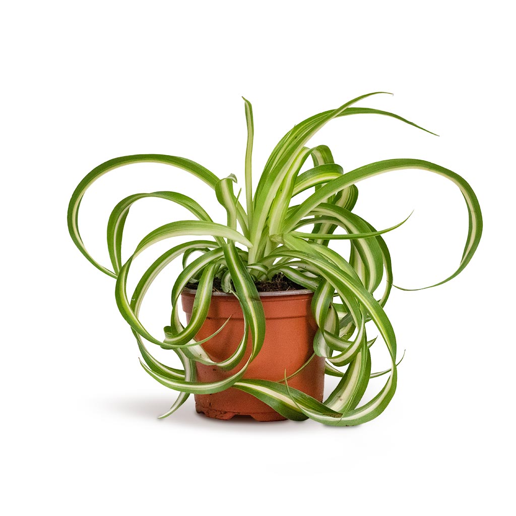 Chlorophytum Bonnie Curly Spider Plant
