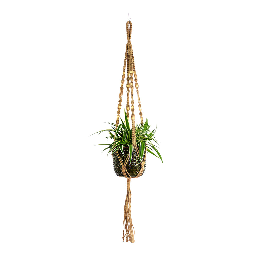 Chlorophytum Ocean Spider Plant with Bolino Plant Pot Green Plant Pot and Macrame Hanger Natural with Beads
