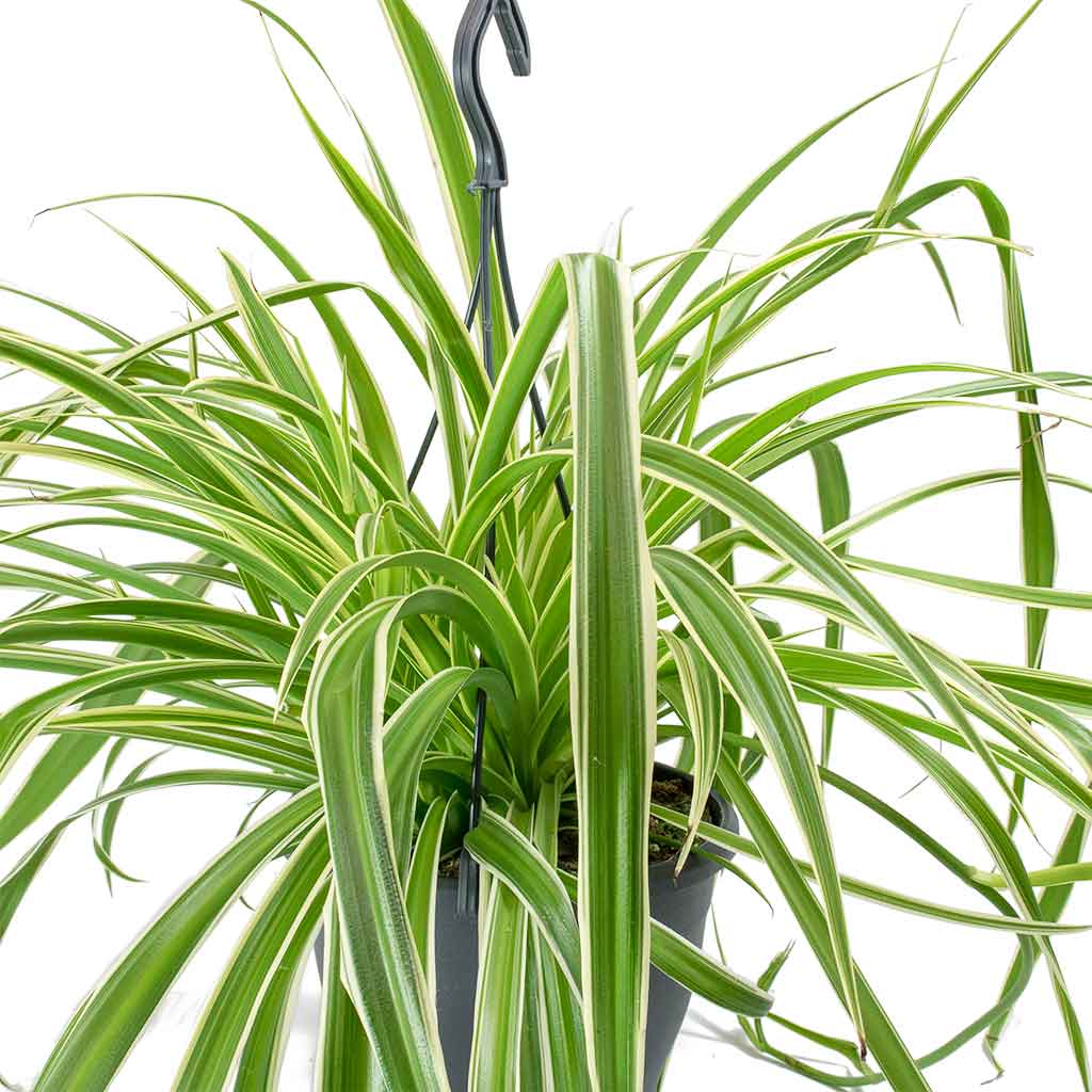 Chlorophytum Variegatum - Spider Plant Houseplant & Mini Orb Kevan Plant Pot - Grey Washed