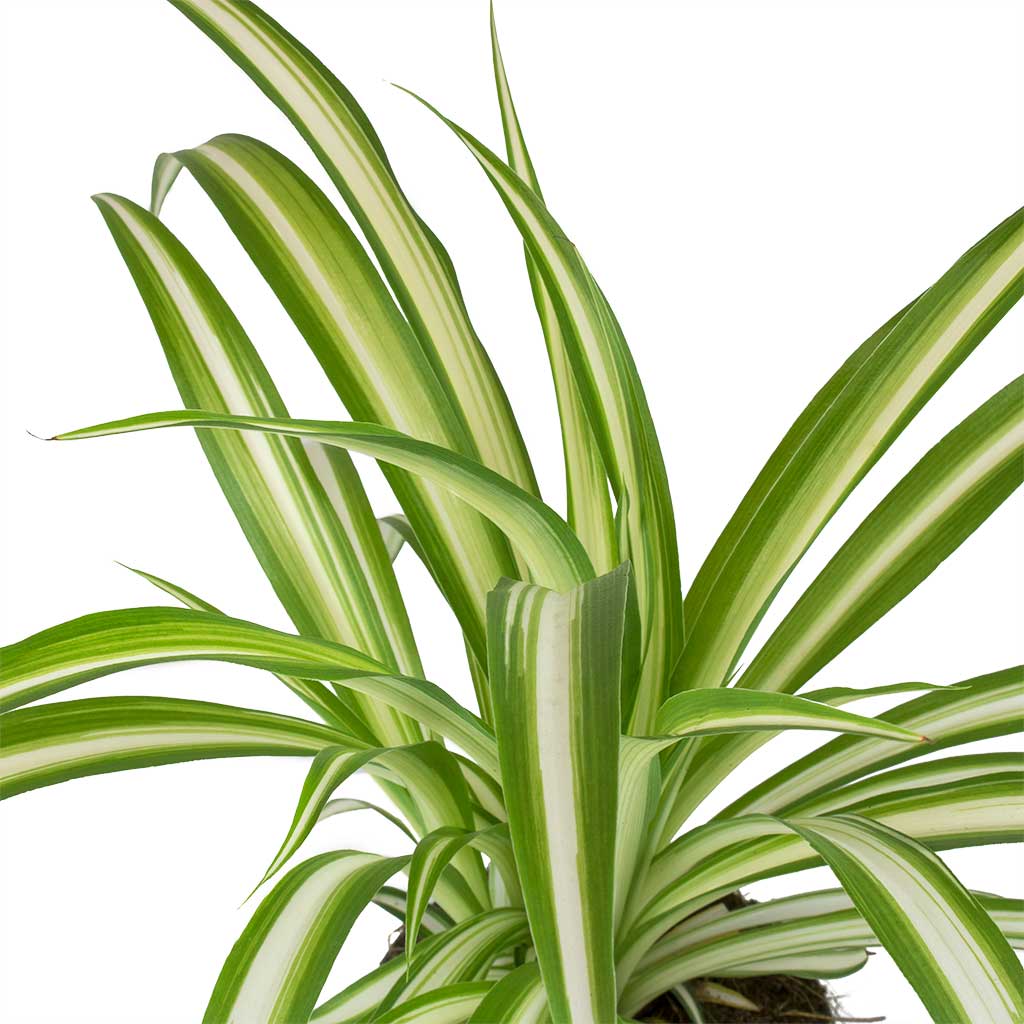 Chlorophytum Vittatum - Spider Plant & Cas Plant pot Cool Grey