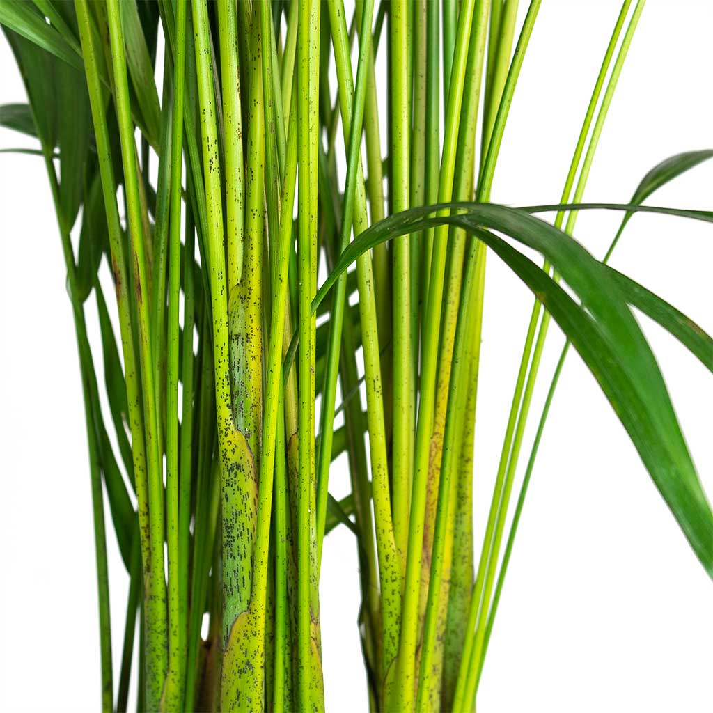 Chrysalidocarpus lutescens Areca Palm Stems Close-Up