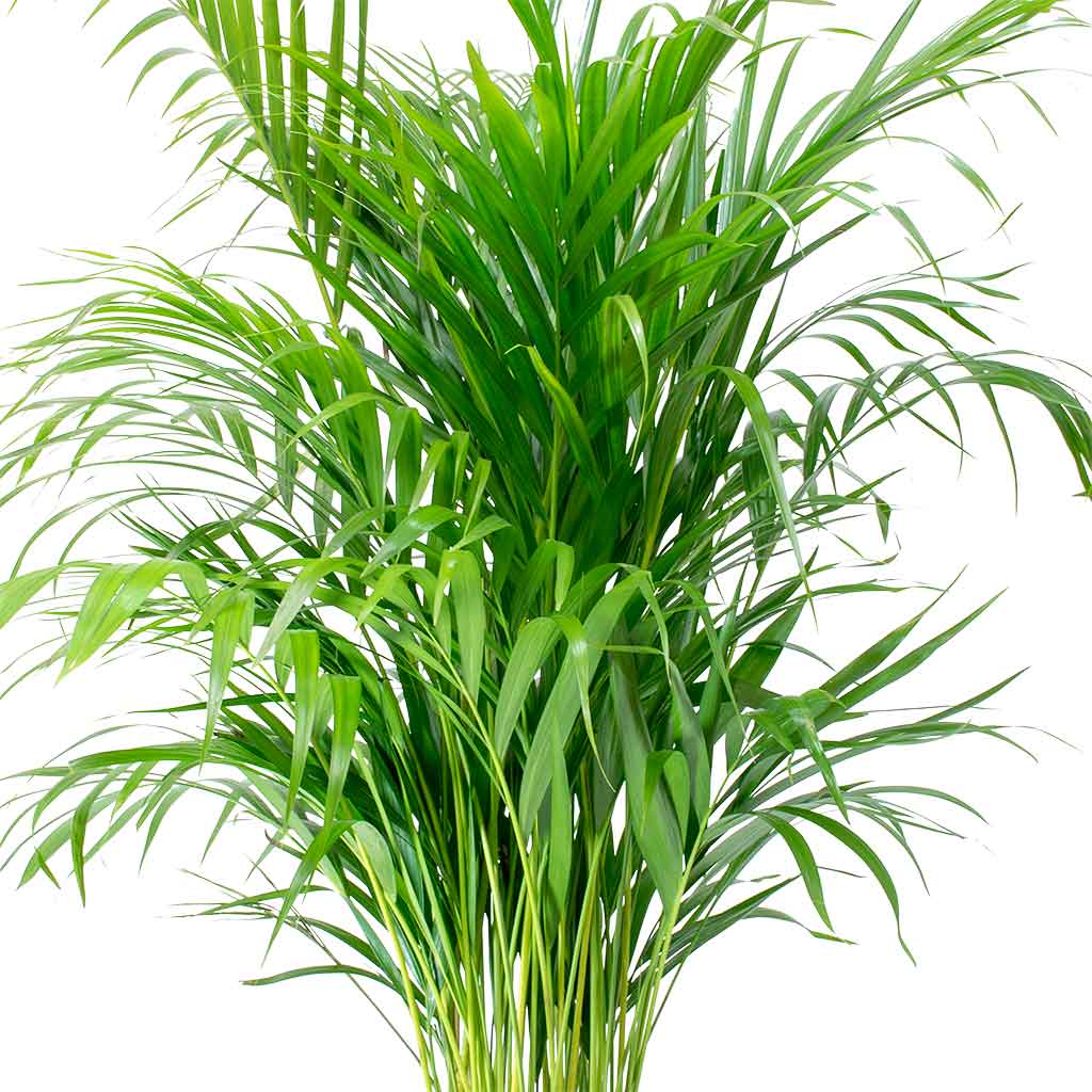 Chrysalidocarpus - Areca Palm - Hydroculture Close Up