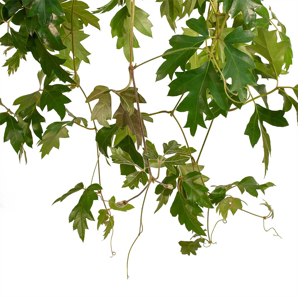 Cissus rhombifolia Ellen Dancia Grape Ivy - 17x40cm In Luxe Lite Layer Partner Planter Bronze - 38x69cm