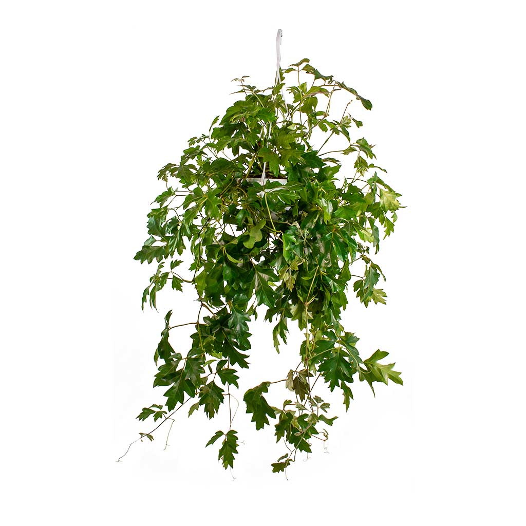 Cissus ellen danica - Grape Ivy