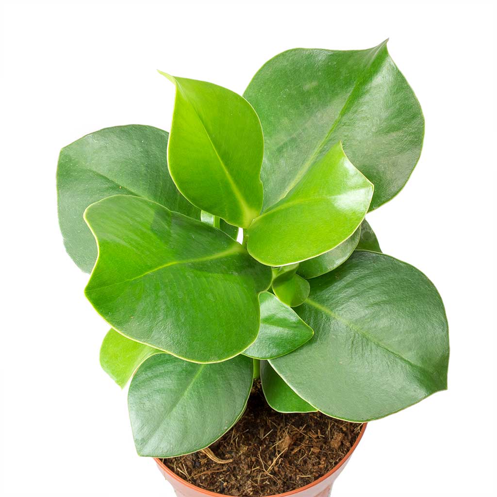 Clusia rosea Princess - Autograph Tree Leaves