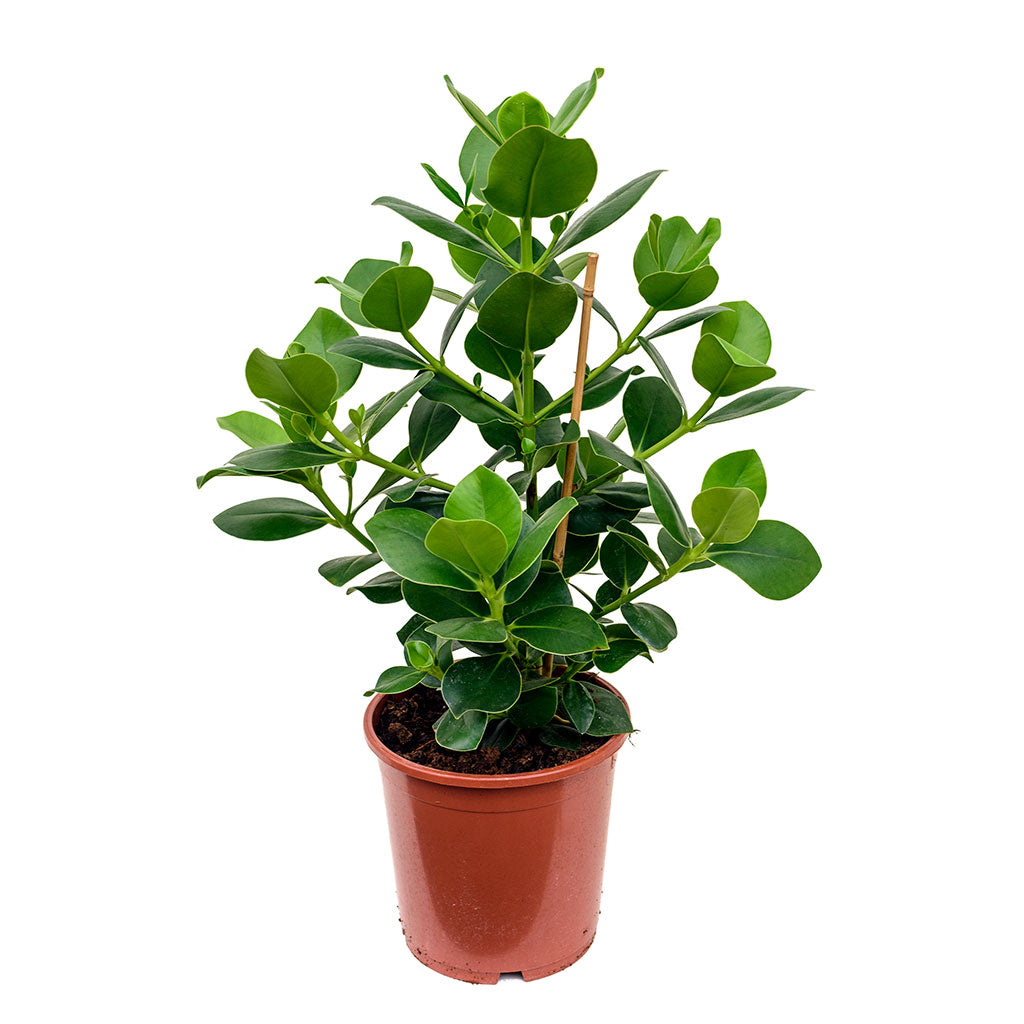Clusia rosea Princess - Autograph Tree - 60cm