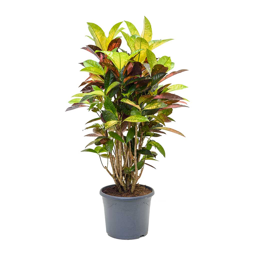Codiaeum Iceton - Croton 110cm