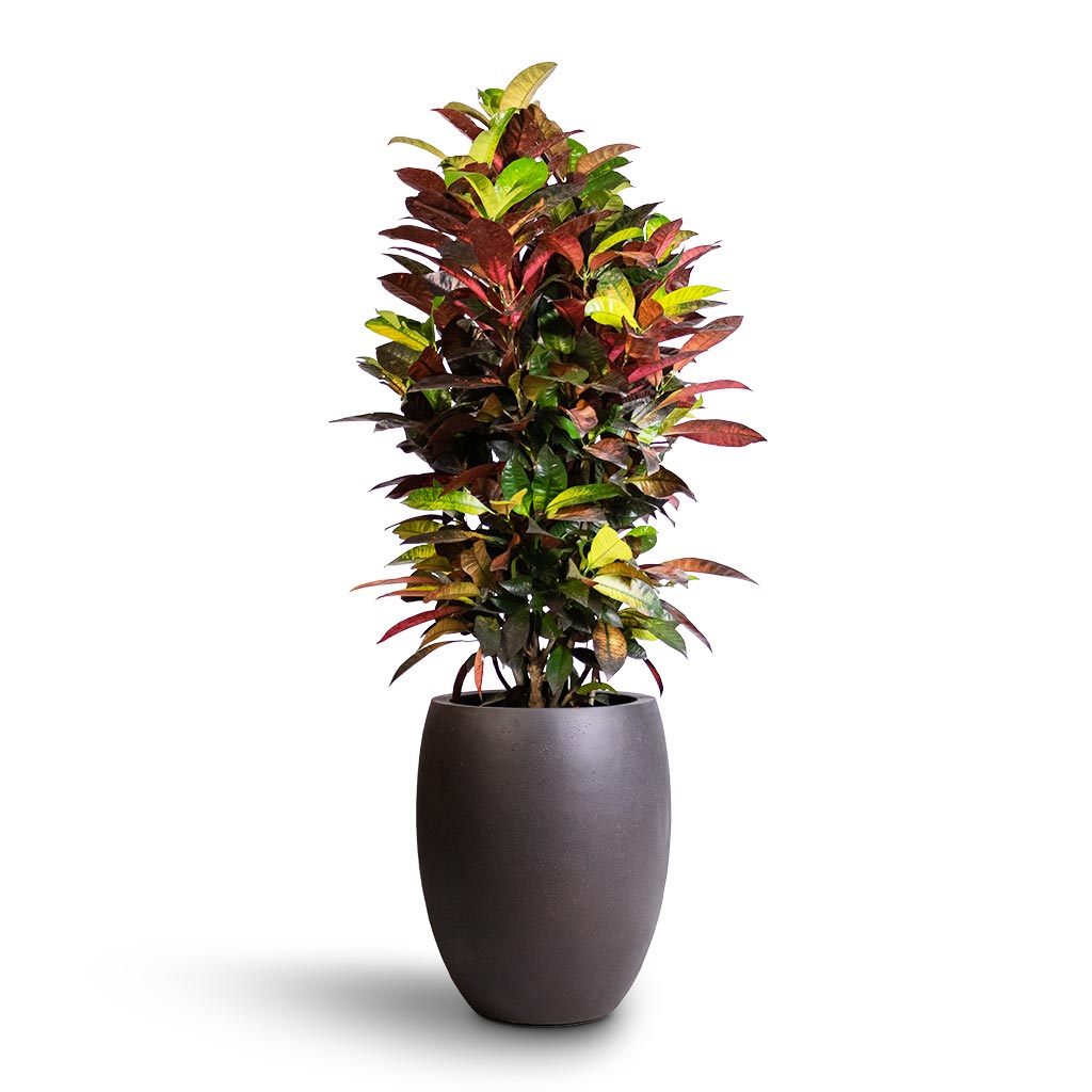 Codiaeum Iceton - Croton Indoor Plant & Grigio Tall Balloon Planter - Rusty Iron Concrete