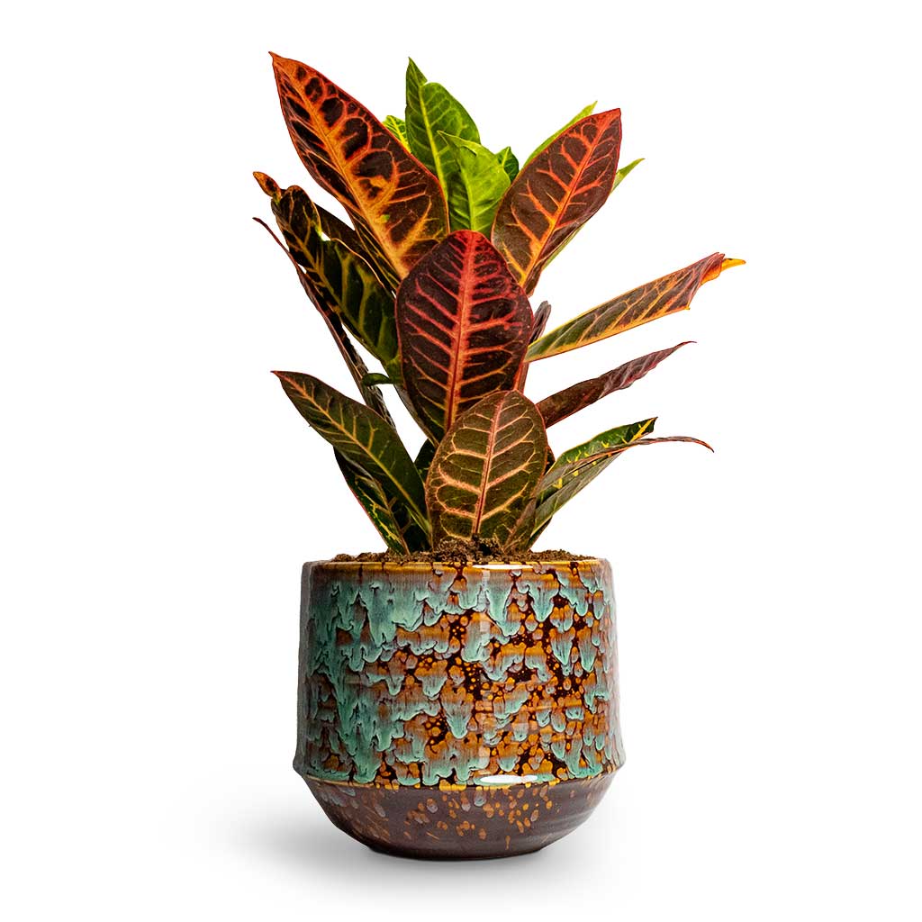 Codiaeum Petra Croton & Noud Plant Pot - Marrakesh