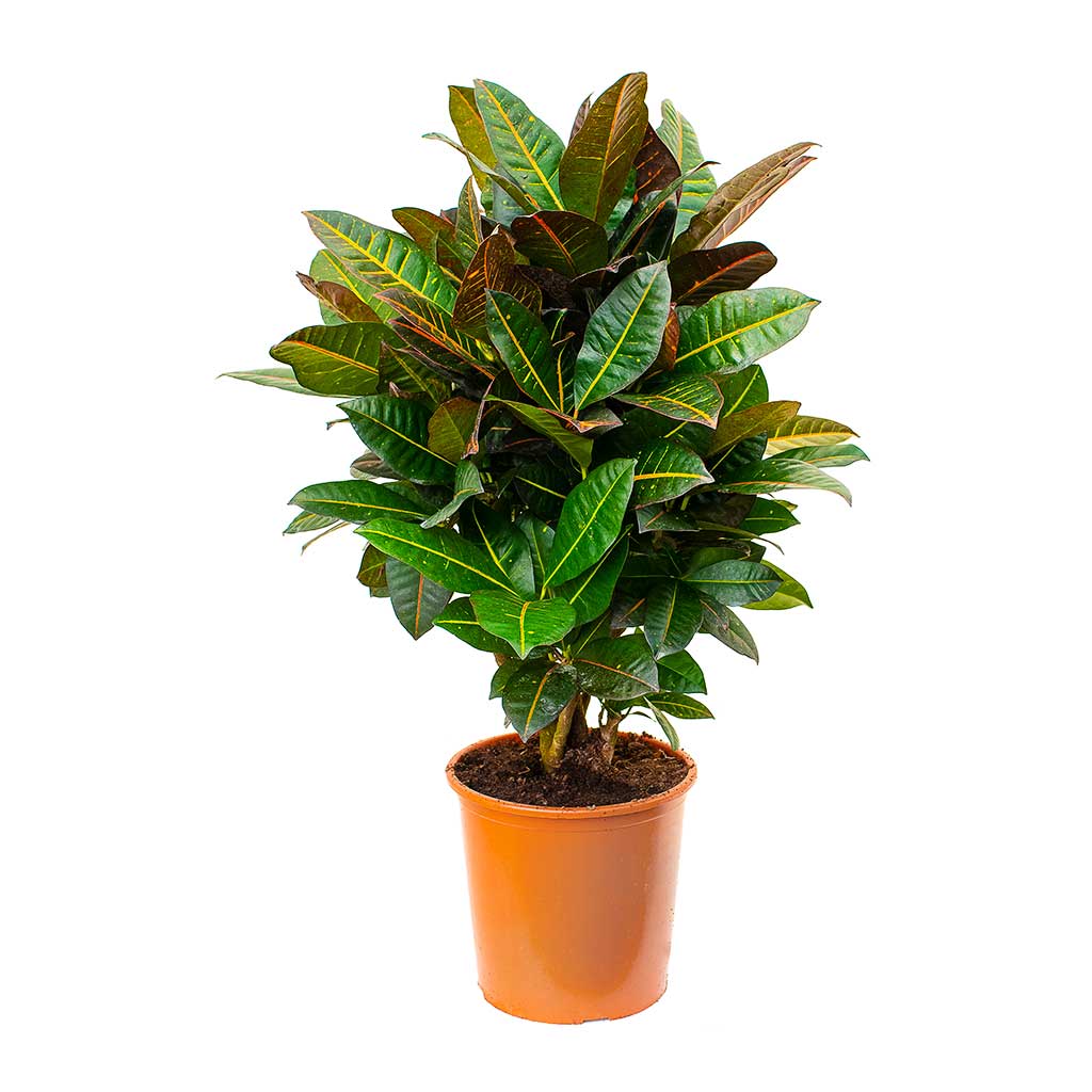Codiaeum Petra - Croton 80cm