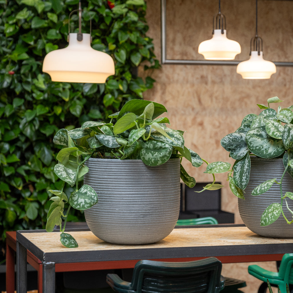 Cody Plant Pots - Ridged Dark Grey & Satin Pothos Office