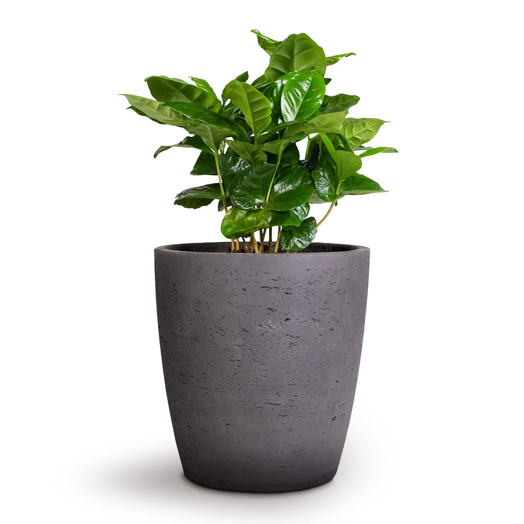 Coffea arabica - Coffee Plant & Gerben Plant Pot - Black Washed