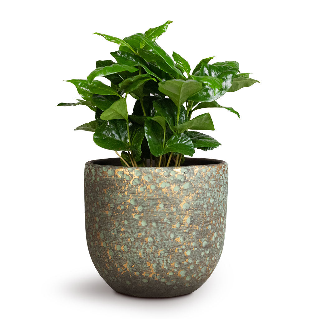 Coffea arabica - Coffee Plant  & Rinca Plant Pot - Shiny Green
