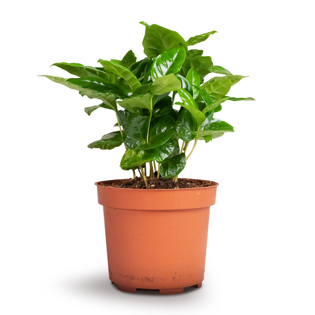 Coffea arabica - Coffee Plant