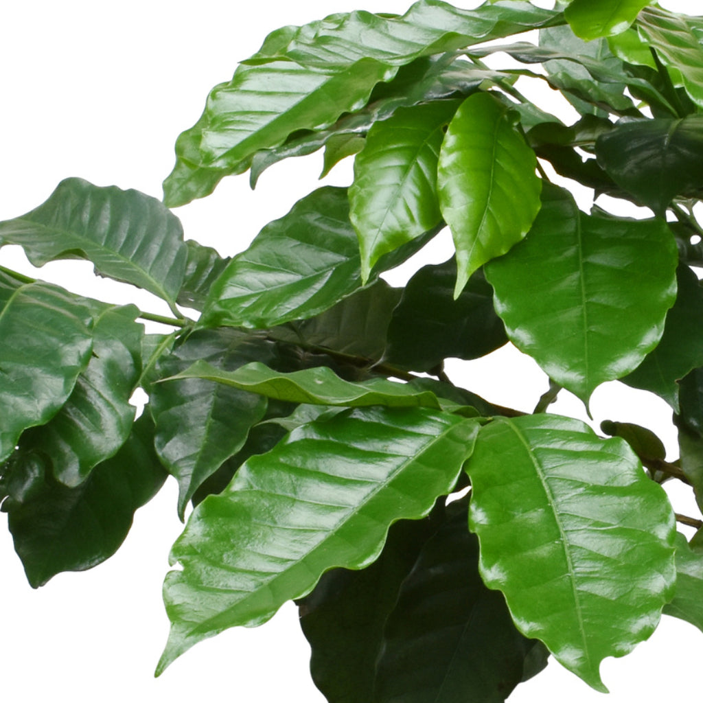 Coffea arabica - Coffee Plant & Ocean Glaze Plant Pot - Sapphire