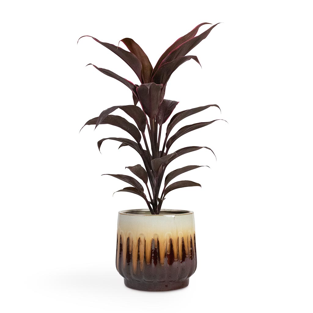 Cordyline fruticosa Mambo - Hawaiian Ti Plant & Alice Caramel