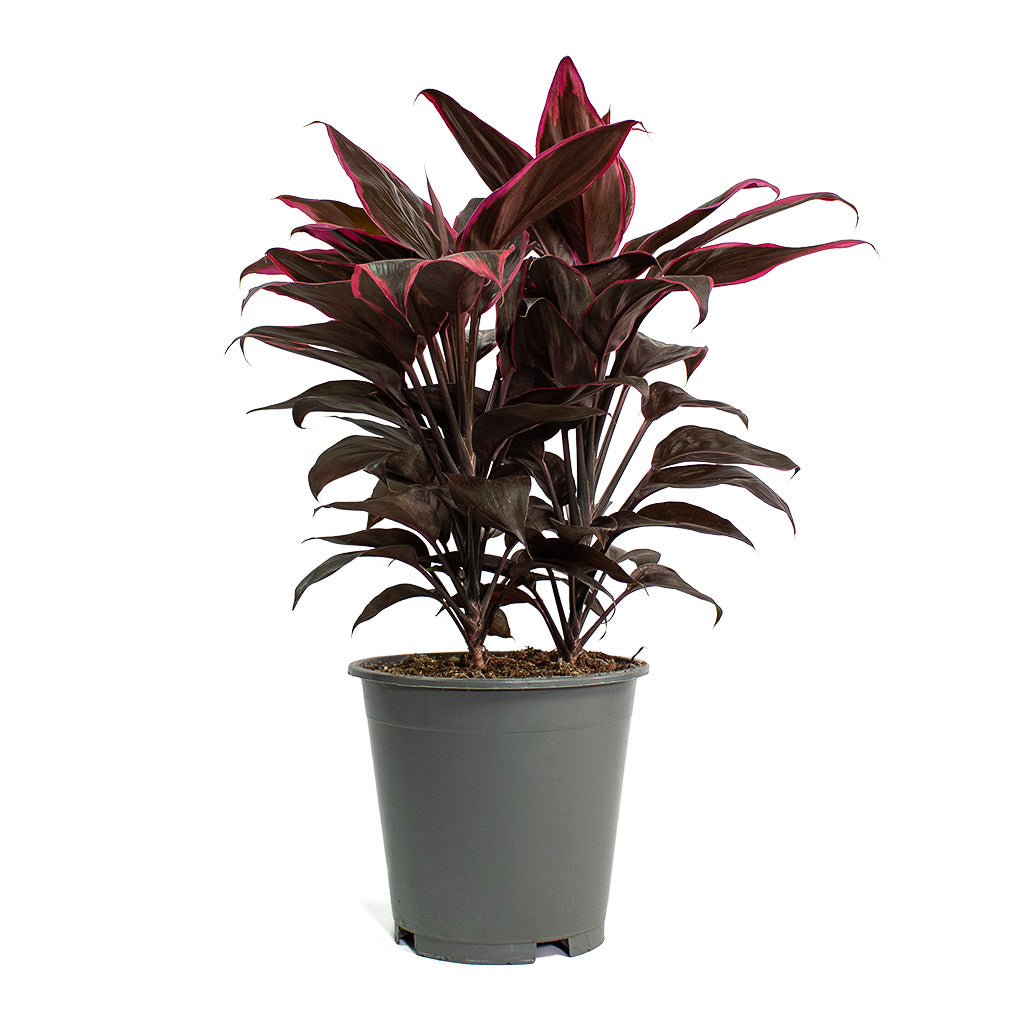 Cordyline fruticosa Mambo Hawaiian Ti Plant Large