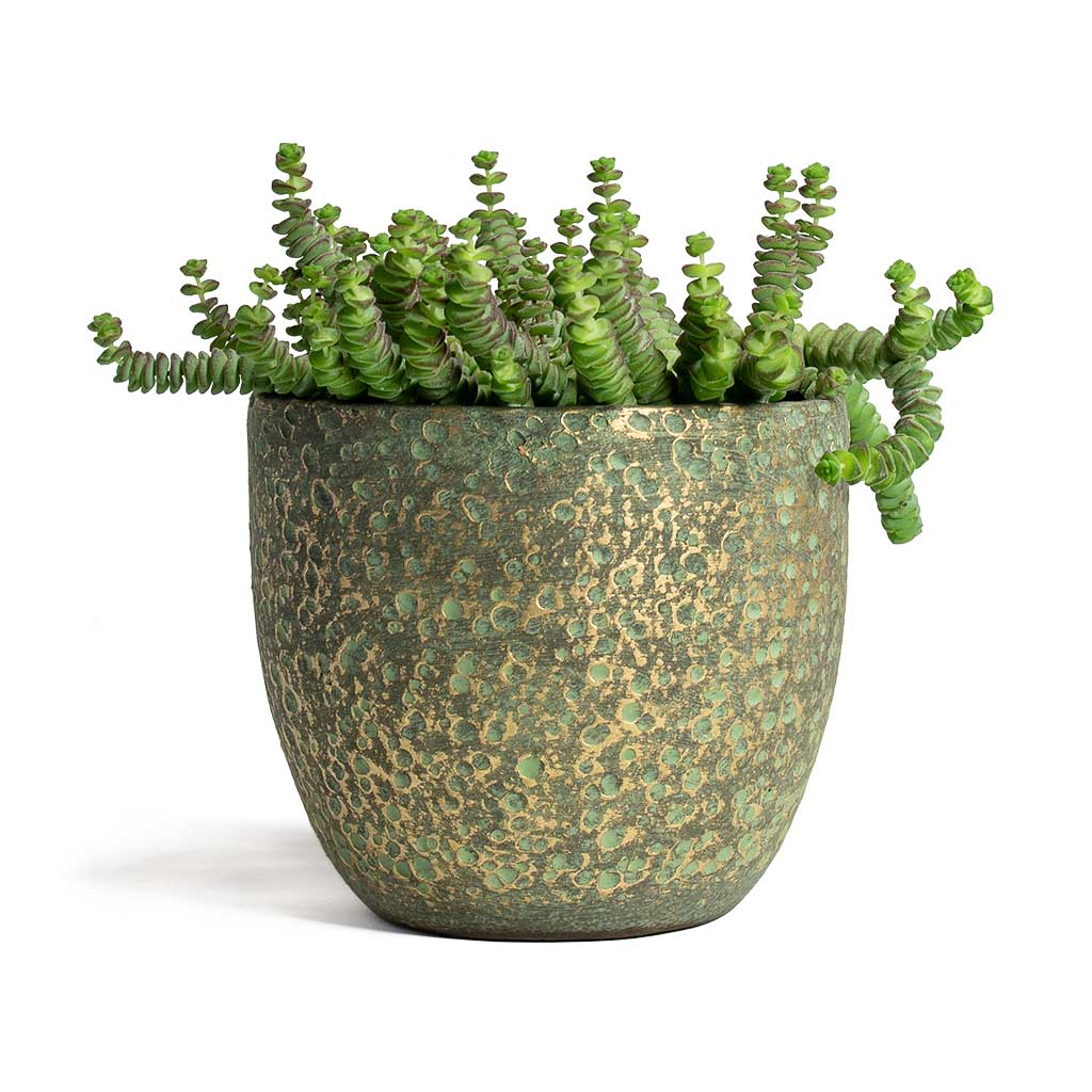 Crassula marneriana Worm Plant Baby Jade Necklace & Rinca Plant Pot - Shiny Green