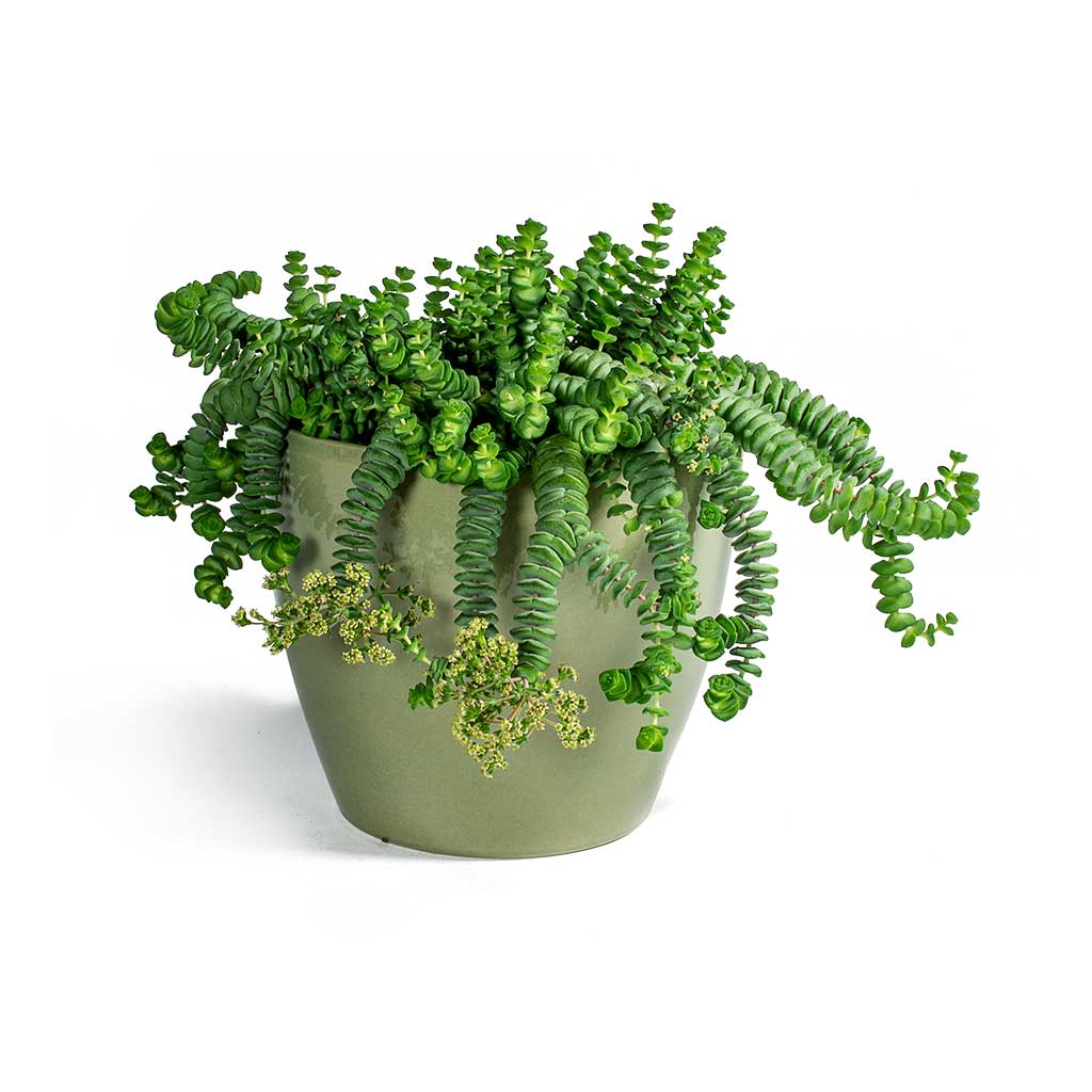 Crassula marneriana Worm Plant Baby Jade Necklace & Sven Plant Pot Mint