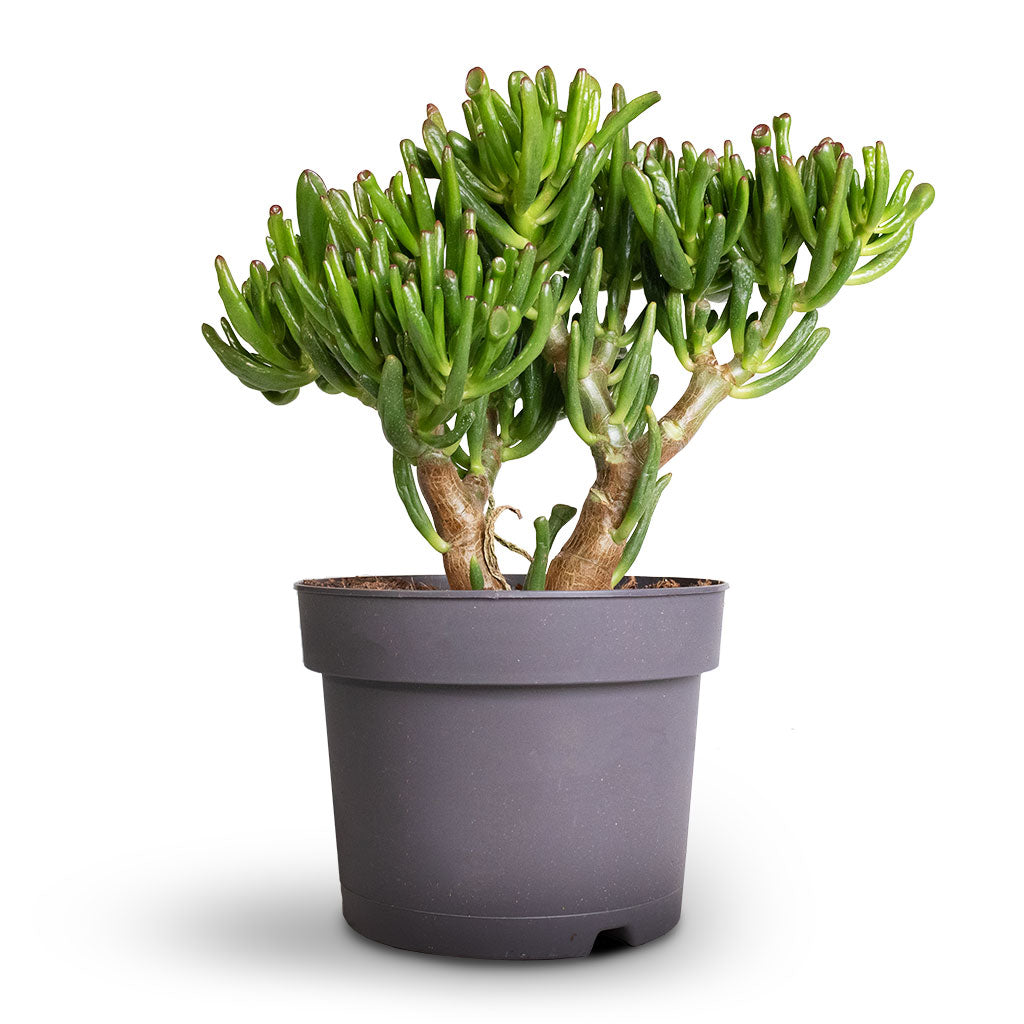 Crassula ovata Gollum - Jade Plant