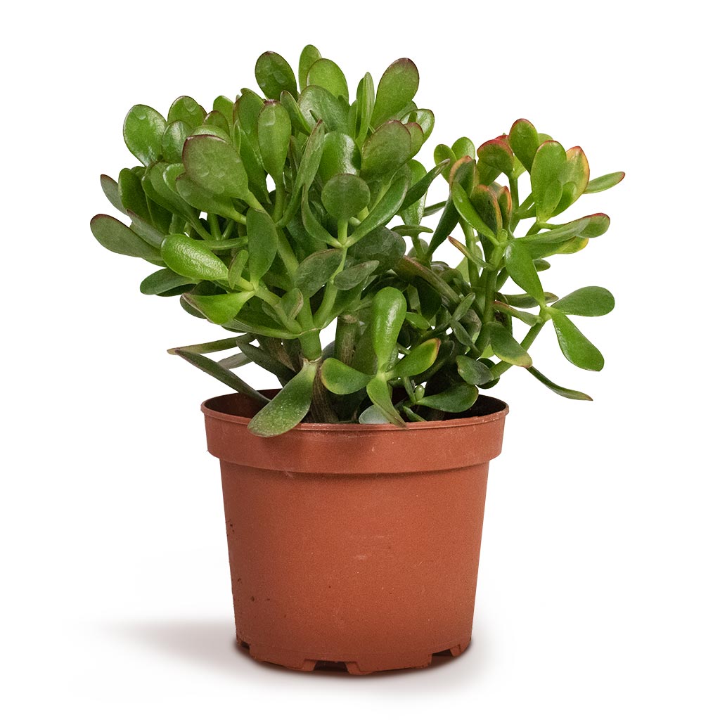 Crassula ovata - Jade Plant
