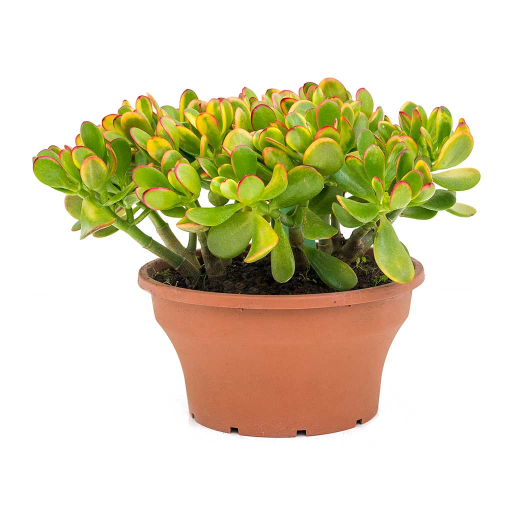 Crassula ovata Sunset - Jade Plant