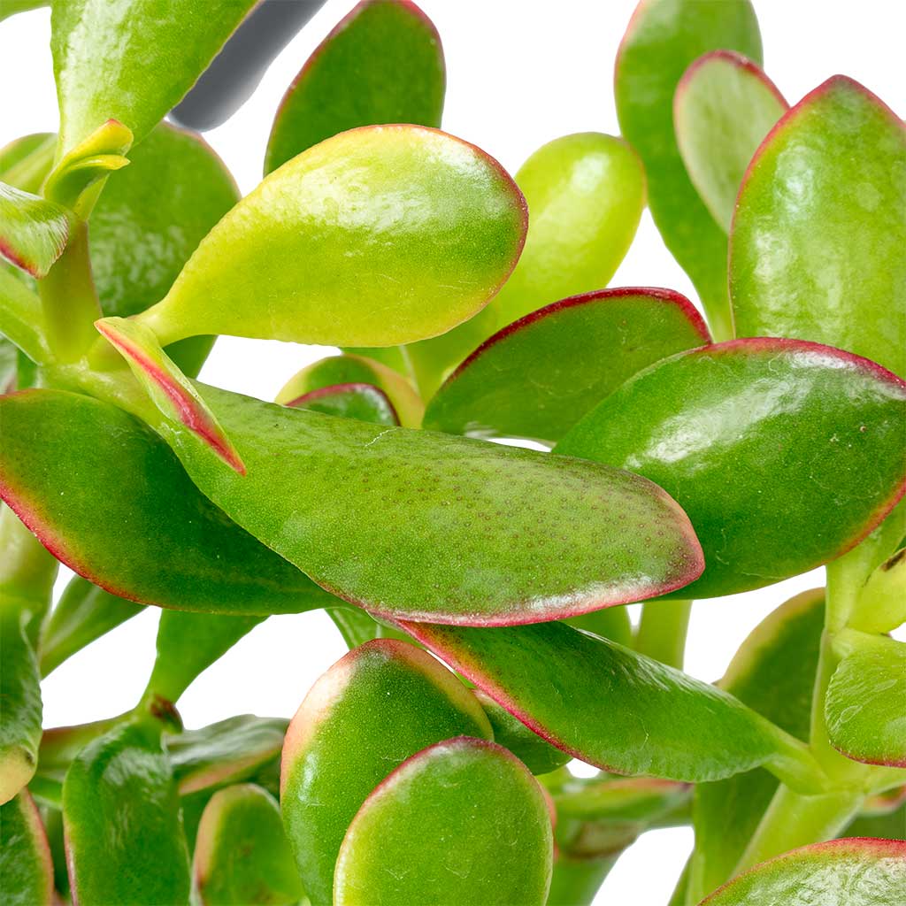 Crassula ovata Sunset - 12x25cm In Gia Pot Ice Cream - 14x13cm