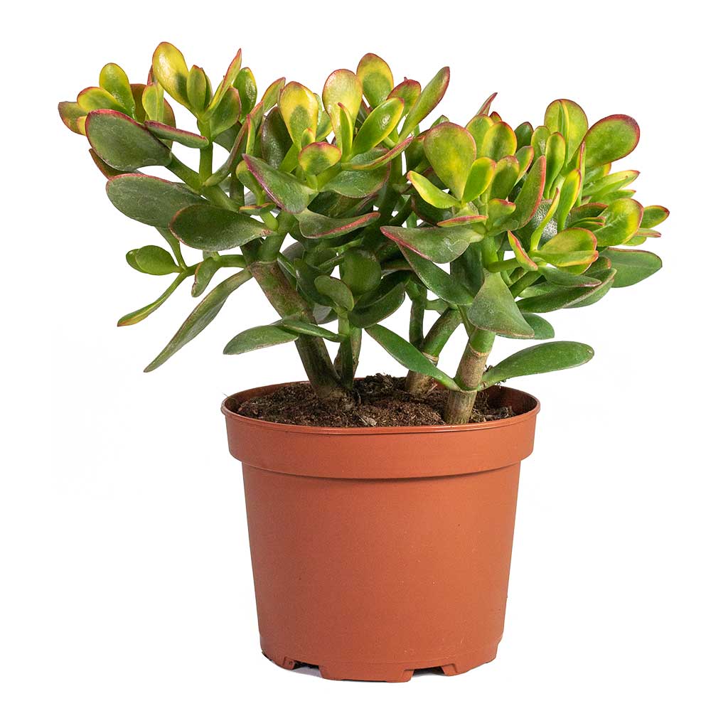 Crassula ovata Sunset Jade Plant - Medium