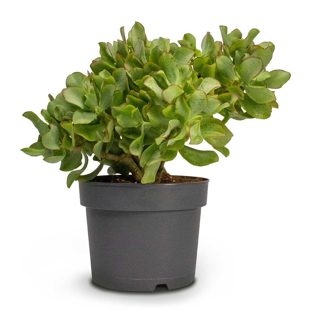 Crassula ovata Undulata - Curly Jade Plant