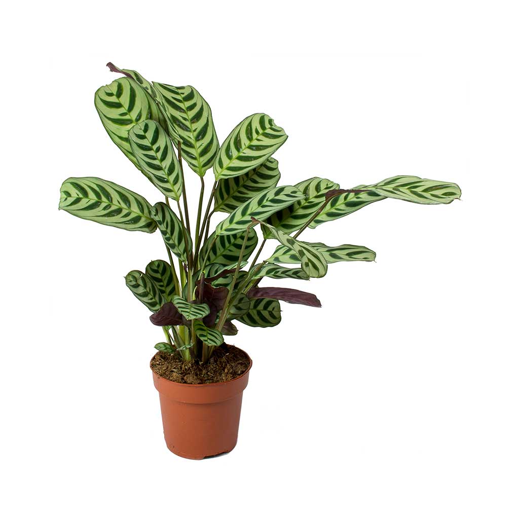 Ctenanthe burle marxii Amabilis - Never Never Plant