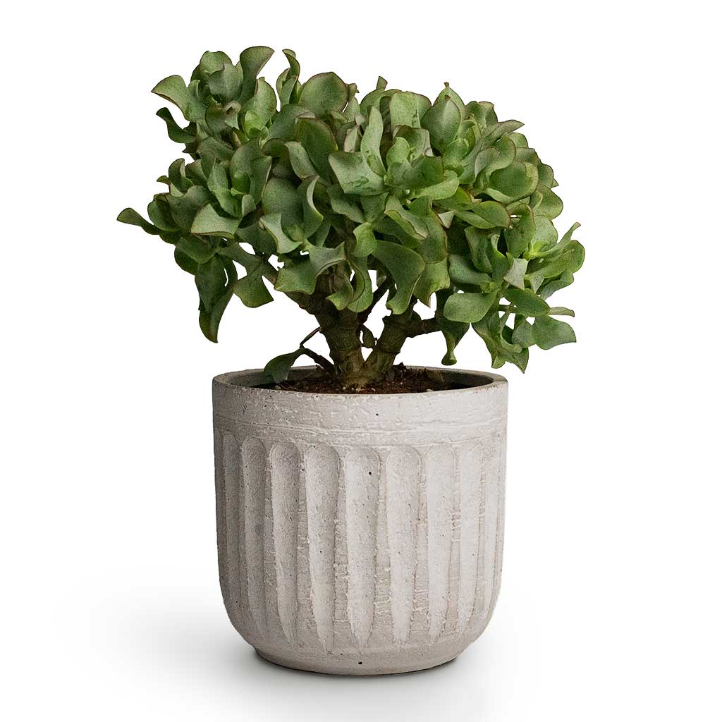 Curly Jade Plant & Duncan Plant Pot Cement