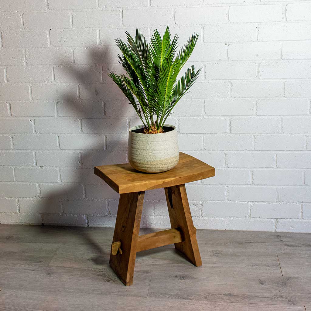 Cycas revoluta In Sahara Pot Slate