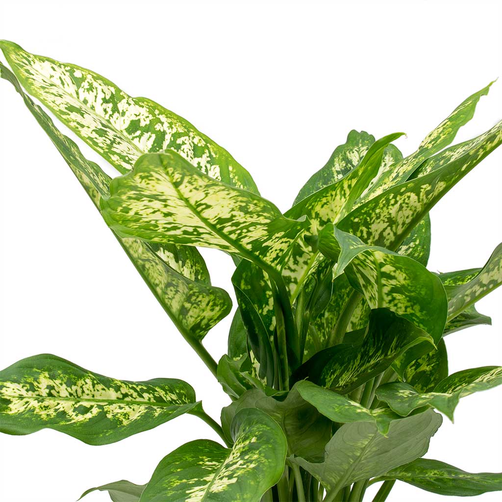Dieffenbachia Compacta - Dumb Cane Leaves