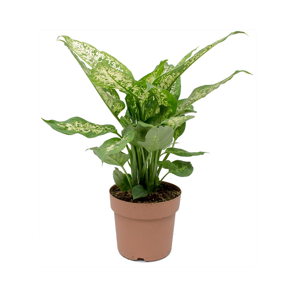 Dieffenbachia Compacta - Dumb Cane