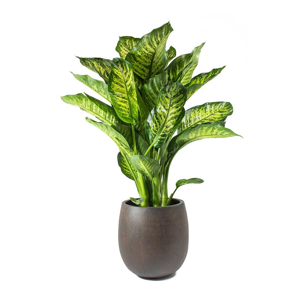 Dieffenbachia Maroba Dumb Cane Rusty Iron Concrete Balloon Planter