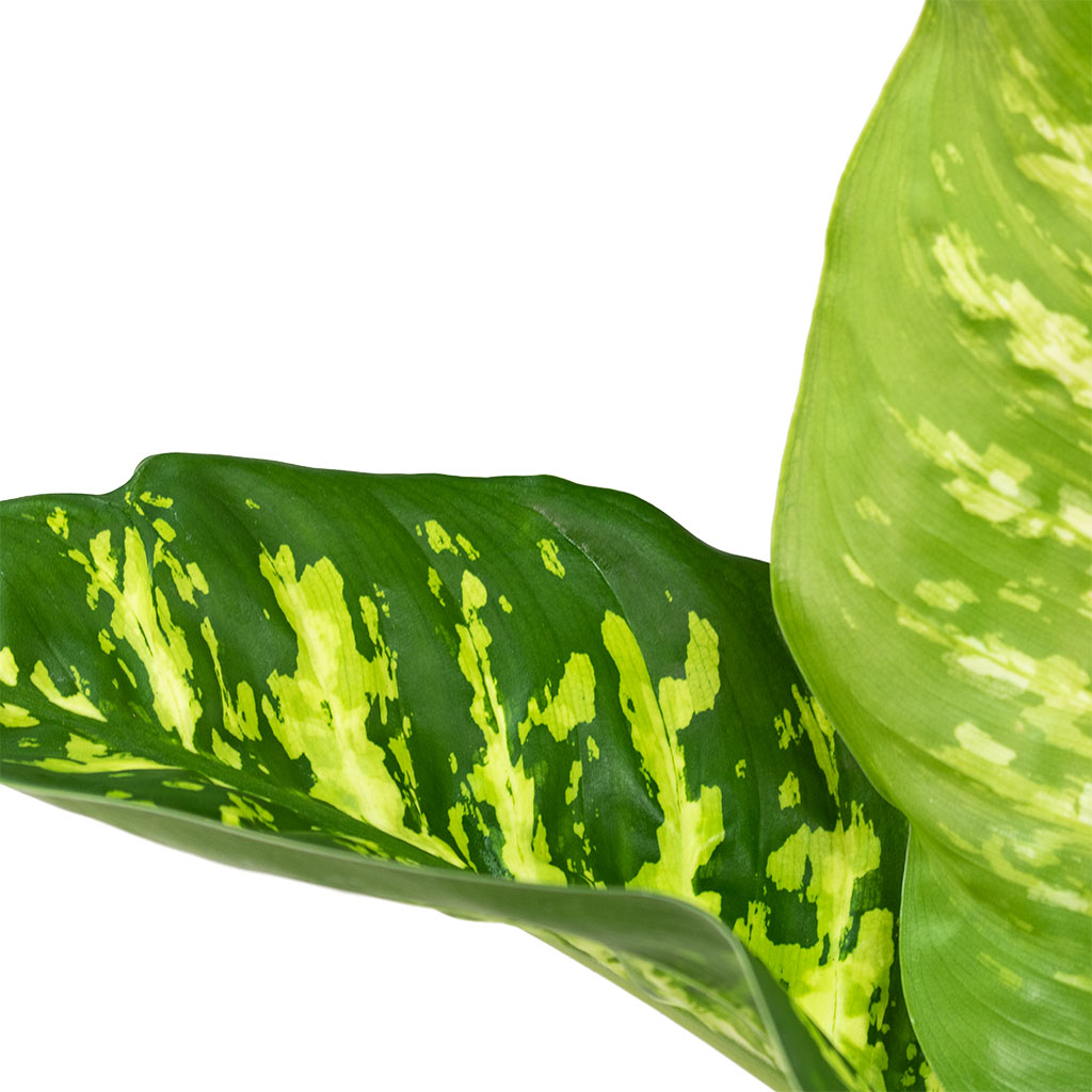 Dieffenbachia Tropic Snow In Oslo Pot Cayenne