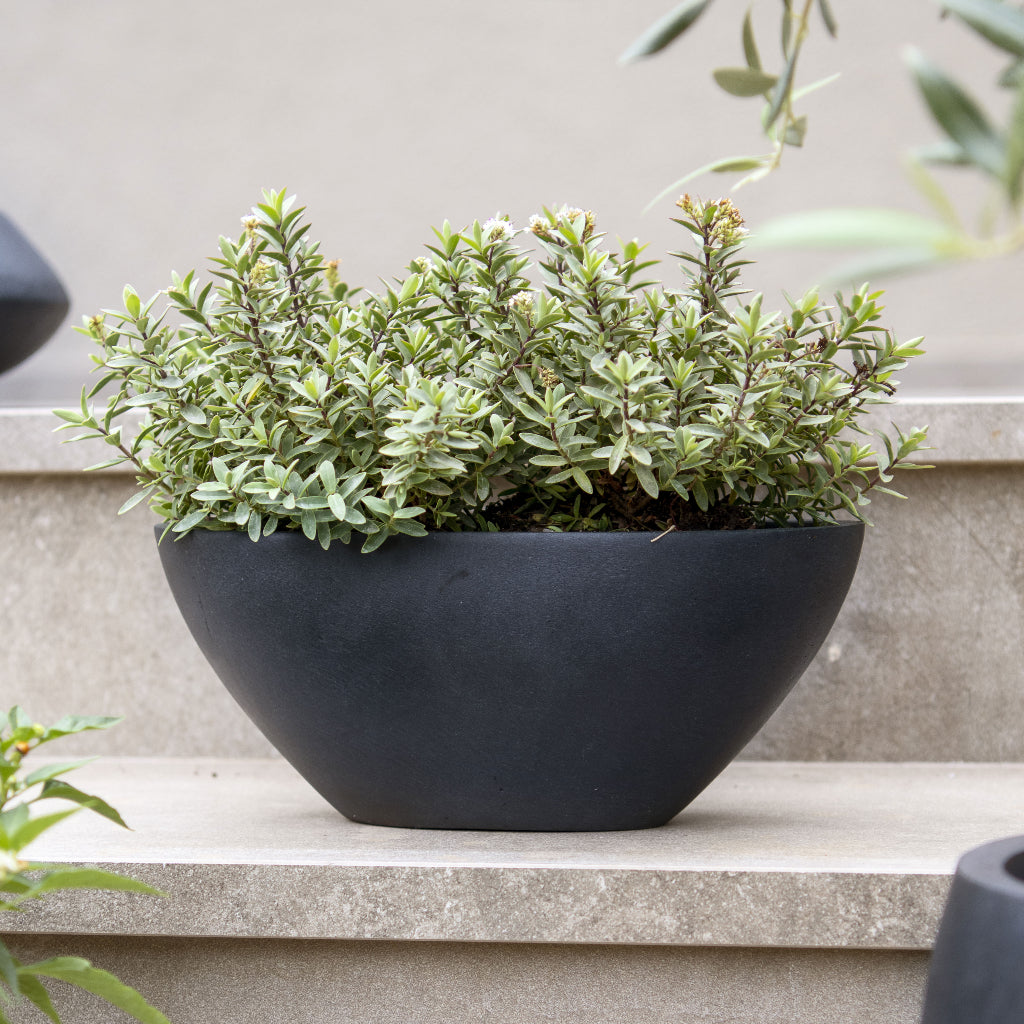 Dorant Natural Planter - Black On Steps