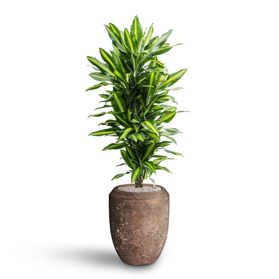Dracaena Cintho - Branched - Hydroculture  Polystone Coated Plain Coppa Planter - Rock